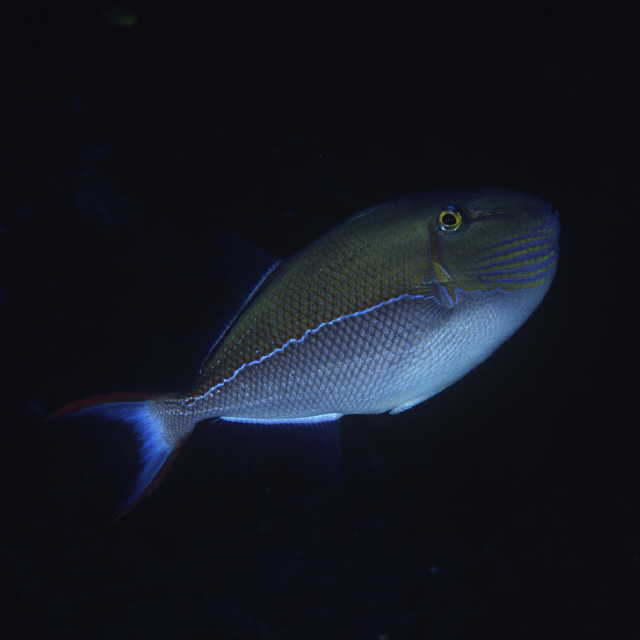 Xanthichthys caeruleolineatus